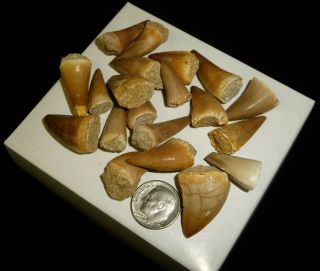 Mosasaur Teeth Fossil Specimens Africa 46 grams 2