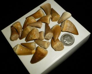 Mosasaur Teeth Fossil Specimens Africa 46 grams 3