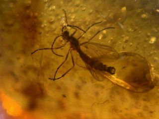 Strange Unknown Fly Burmite Myanmar Burmese Amber Insect Fossil Dinosaur Age