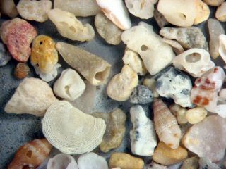 Holocene Lord Howe Island Microfossil Gastropod Snail Sample Very Rare Stuff