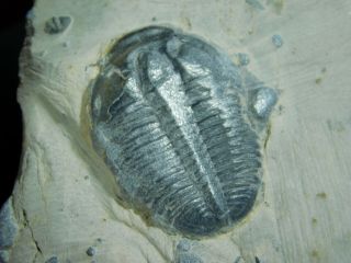 A Small 100 Natural Cambrian Era Elrathia Trilobite Fossil From Utah 195gr D E
