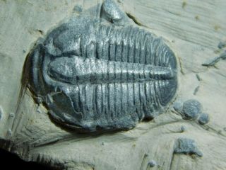A Small 100 Natural Cambrian Era Elrathia Trilobite Fossil From Utah 195gr D e 2