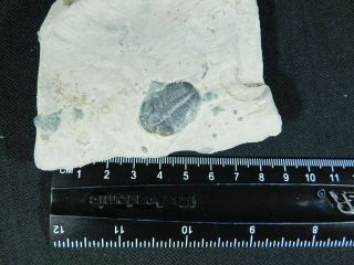 A Small 100 Natural Cambrian Era Elrathia Trilobite Fossil From Utah 195gr D e 4
