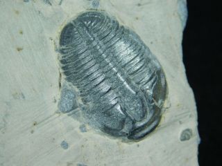 A Small 100 Natural Cambrian Era Elrathia Trilobite Fossil From Utah 195gr D e 5