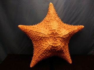 1 - 9 ",  Dried Caribbean Starfish Sea Shell Nautical Decor Item Large