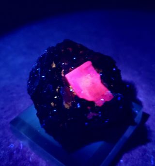 SHOCKING - Fluorescent Pink/Purple Fluorite crystals,  Ojuela mine Mexico 7