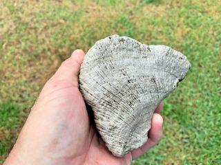 Petrified Texas Oak Wood Fossil Chunk Tree Tree Treasure