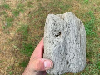 Petrified Texas Oak Wood Fossil Chunk Tree Tree Treasure 2