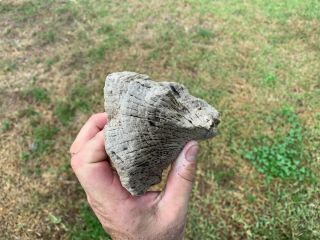 Petrified Texas Oak Wood Fossil Chunk Tree Tree Treasure 3
