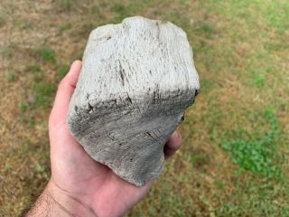 Petrified Texas Oak Wood Fossil Chunk Tree Tree Treasure 4