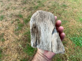 Petrified Texas Oak Wood Fossil Chunk Tree Tree Treasure 5