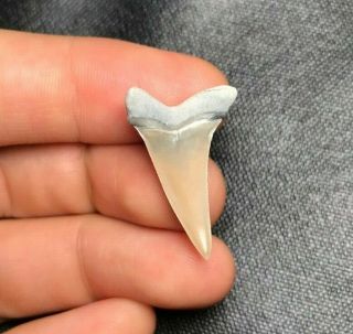 Sharp 1.  10 " Lee Creek Mako Shark Tooth Teeth Fossil Sharks Necklace Jaws Jaw