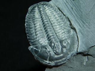 A 100 Natural Cambrian Era Elrathia Trilobite Fossil From Utah 26.  1gr F E