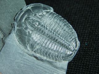 A 100 Natural Cambrian Era Elrathia Trilobite Fossil From Utah 26.  1gr F e 2