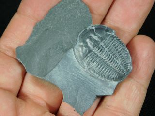 A 100 Natural Cambrian Era Elrathia Trilobite Fossil From Utah 26.  1gr F e 3