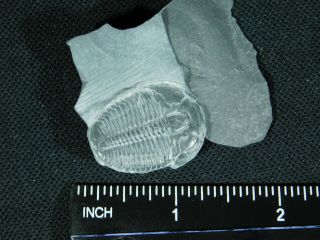 A 100 Natural Cambrian Era Elrathia Trilobite Fossil From Utah 26.  1gr F e 4