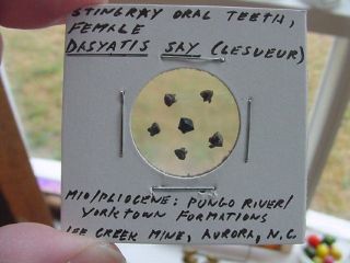 (s1366 - N) Micro Fossil Stingray Oral Teeth Female Dasyatis Aurora Tooth Mini