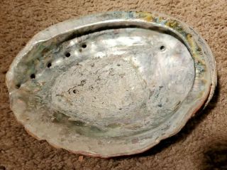 Large Vintage Colorful Abalone Shell 9 " Inches