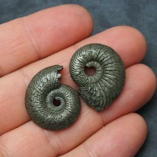 2x Quenstedtoceras 27 - 29mm Pyrite Ammonite Fossils Callovian Fossilien Russia