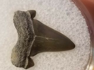 71 Nj / Fossil Shark Tooth Cretaceous Big Brook Nj Wolf Fam.  Coll.
