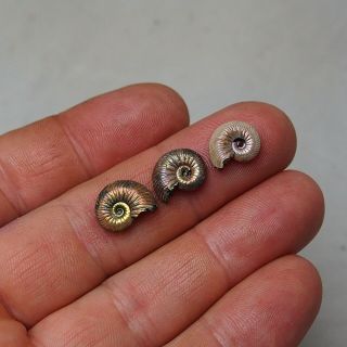 3x Quenstedtoceras 12 - 13mm Pyrite Ammonite Fossils Callovian Fossilien Russia 2