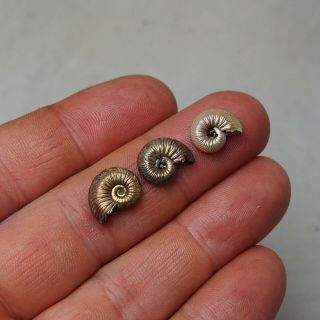 3x Quenstedtoceras 12 - 13mm Pyrite Ammonite Fossils Callovian Fossilien Russia 3