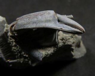 Fossil Female Crab Claw And Legs “macrompthalus Latrielli” From Nth Qld