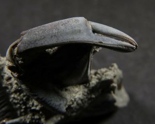 FOSSIL FEMALE CRAB CLAW AND LEGS “macrompthalus latrielli” FROM NTH QLD 2