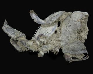 FOSSIL FEMALE CRAB CLAW AND LEGS “macrompthalus latrielli” FROM NTH QLD 3