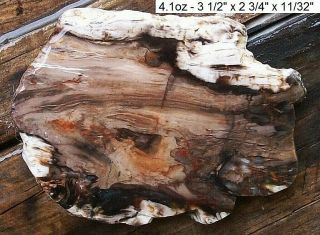 Nevada - Goose Creek Petrified Wood Slab - Colors And Grains