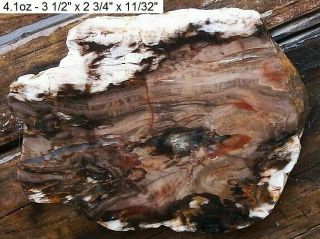 NEVADA - GOOSE CREEK PETRIFIED WOOD SLAB - COLORS AND GRAINS 3