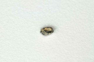 D ' Orbigny Angrite Meteorite micro fragment.  Found in Argentina 1979 RARE 2