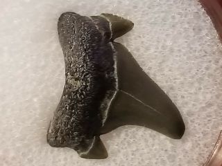 42 Nj / Fossil Shark Tooth Cretaceous Big Brook Nj Wolf Fam.  Coll.