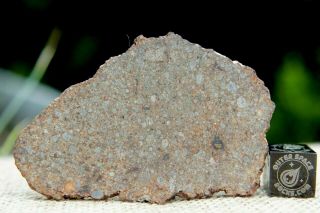 Nwa 11030 L4 Chondrite Meteorite 14.  3g Complete Slice Has Odd Metal Distribution