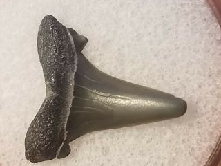 47 Nj / Fossil Shark Tooth Cretaceous Big Brook Nj Wolf Fam.  Coll.