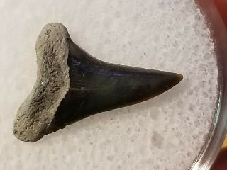 19 Nj / Fossil Shark Tooth Cretaceous Big Brook Nj Wolf Fam.  Coll.