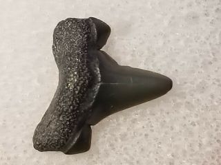 44 Nj / Fossil Shark Tooth Cretaceous Big Brook Nj Wolf Fam.  Coll.