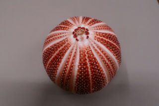 Sea Urchin - Echinus Esculentus - Scottland Ø 119 - Z8674