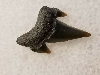 25 Nj / Fossil Shark Tooth Cretaceous Big Brook Nj Wolf Fam.  Coll.