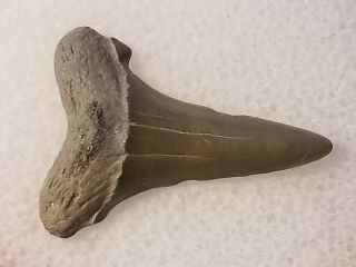 101 Nj / Fossil Shark Tooth Cretaceous Big Brook Nj Wolf Fam.  Coll.