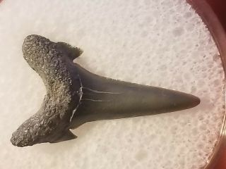 61 Nj / Fossil Shark Tooth Cretaceous Big Brook Nj Wolf Fam.  Coll.