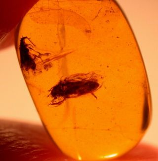 2 Beetles With Ancient Cobwebs In Burmite Amber Fossil Gemstone Dinosaur Age