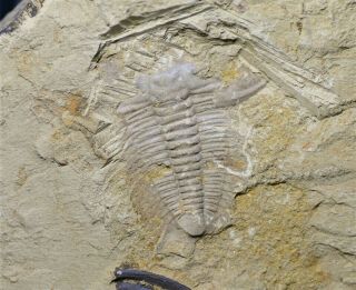 Large Rare Zhangshania Typica Trilobite Fossil Early Cambrian,  Xiaoshiba Biota