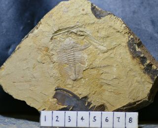 Large Rare Zhangshania typica Trilobite Fossil Early Cambrian,  Xiaoshiba Biota 2