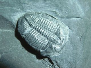 A Small 100 Natural Cambrian Era Elrathia Trilobite Fossil From Utah 156gr B E