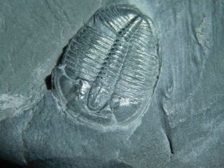 A Small 100 Natural Cambrian Era Elrathia Trilobite Fossil From Utah 156gr B e 3