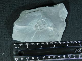 A Small 100 Natural Cambrian Era Elrathia Trilobite Fossil From Utah 156gr B e 4
