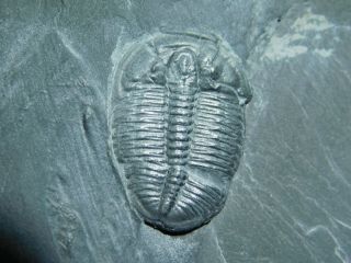 A Small 100 Natural Cambrian Era Elrathia Trilobite Fossil From Utah 156gr B e 5