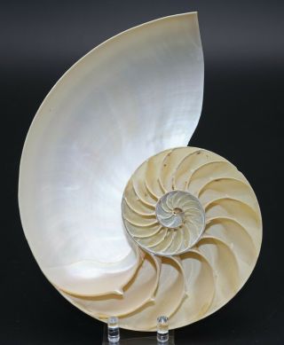 Lovely Pearled Nautilus Sea Shell Sliced For Display 5.  1 " Nautical Decor Ocean