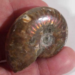 Madagascar Ammonite Display Specimen 2.  6 Oz Iridescent